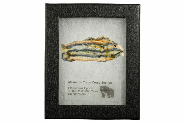 Mammoth Molar Slice With Case - South Carolina #349974